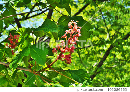 Pink horse chestnut flowers (spring, May) Pink horse chestnut flowers (spring, May) 103086363