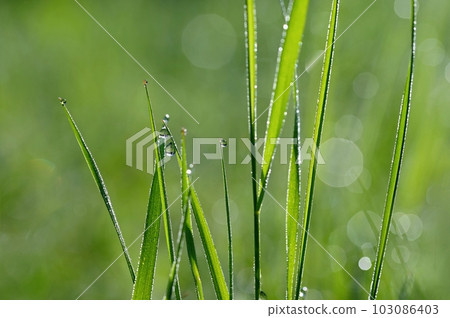 Green nature. Beautiful close up photo of nature. Green grass with dew drops. Colorful spring background with morning sun and natural green plants-ecology, fresh wallpaper. Green nature. Beautiful close up photo of nature. Green grass with dew drops. Colorful spring background with morning sun and natural green plants-ecology, fresh wallpaper. 103086403