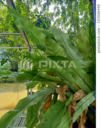 Close up of birds nest fern plant  103086446