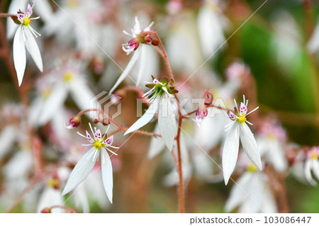 Yukinoshita Yukinoshita 103086447