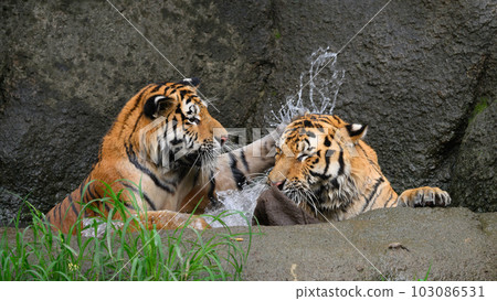 Playing Amur tiger brothers 103086531
