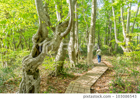 Nakajimadai/Shishigahana Marsh in spring, deformed giant beech trees, walking path, wooden path 103086543