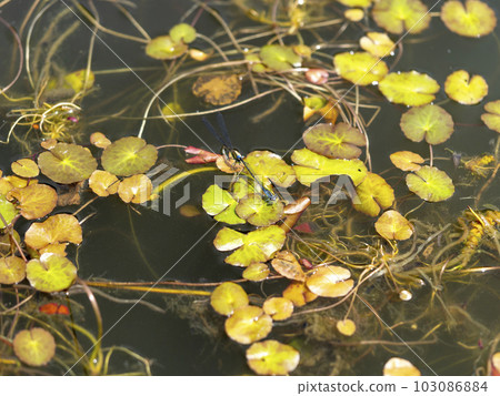 A dragonfly that lays eggs in the floating grass of a pond 103086884
