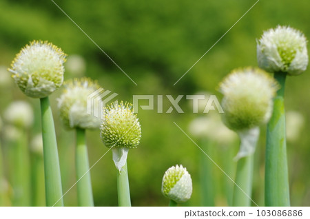 Green onion priests bathing in bright sunlight 103086886