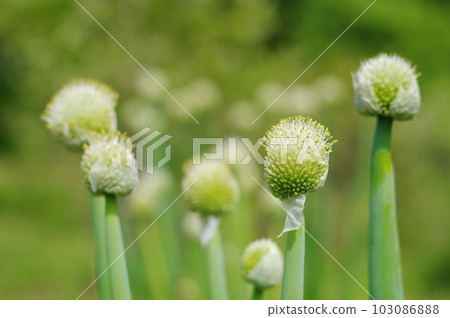 Green onion priests bathing in bright sunlight 103086888