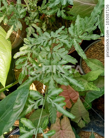 Close up of cretan brake plant  103087156