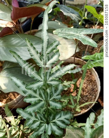 Close up of cretan brake plant  103087158