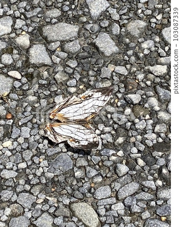 A butterfly A butterfly 103087339