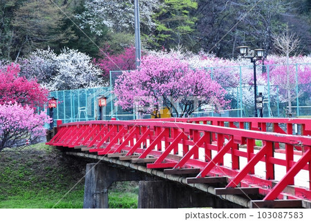 Hirugami Onsen Village in Nagano Prefecture Yunose Bridge over the Achi River and Hanamomo in full bloom Hirugami Onsen Village in Nagano Prefecture Yunose Bridge over the Achi River and Hanamomo in full bloom 103087583