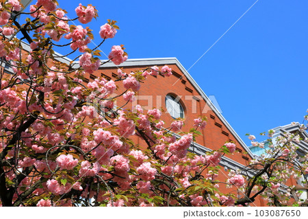 薄荷早晨櫻花走過 103087650