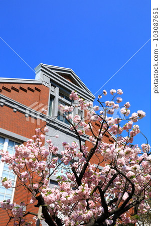 Mint morning sakura walk through 103087651