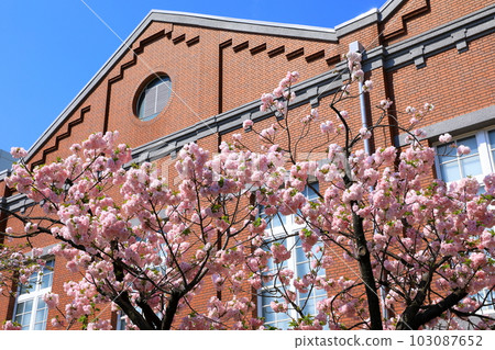 Mint morning sakura walk through 103087652