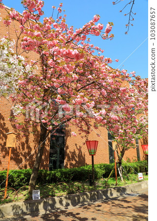 Mint morning sakura walk through 103087657