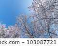 Cherry tree blue sky Spring image 103087721