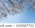 Cherry tree blue sky Spring image 103087722