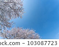 Cherry tree blue sky Spring image 103087723