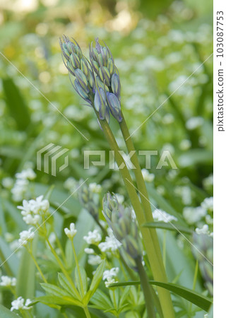 English bluebells, Hyacinthoides non-scripta flowers growing in a meadow. English bluebells, Hyacinthoides non-scripta flowers growing in a meadow. 103087753