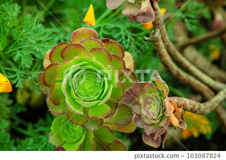 Houseleek. Sempervivum plant in nature Houseleek. Sempervivum plant in nature 103087824