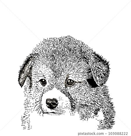 可愛的寵物 103088222