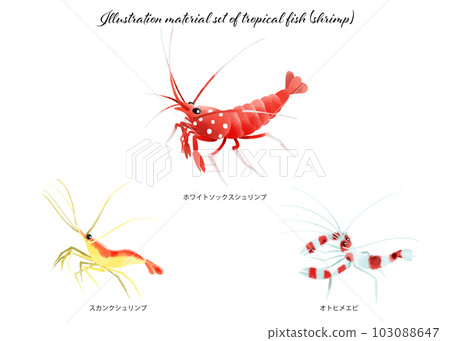 Illustration material set of tropical fish (shrimp) Illustration material set of tropical fish (shrimp) 103088647