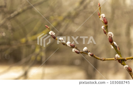 Feeling of spring with willow branches and fluffy earring in sunlight bokeh, front view Feeling of spring with willow branches and fluffy earring in sunlight bokeh, front view 103088745
