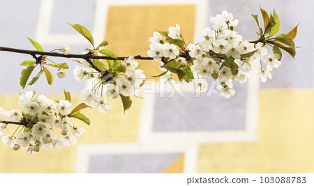 The beauty and aroma of the white fragile flower of the wild apple tree against the wall background  103088783