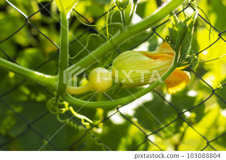 Green young zucchini with a yellow flower. Garden background with zucchini in the open field.  103088804