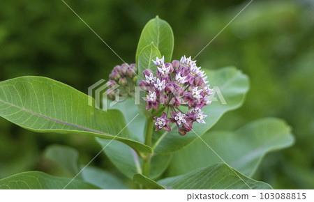 Vatochnik Syriac, lilac small flowers in bud 103088815