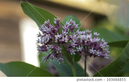 Vatochnik Syriac, lilac small flowers in bud 103088855
