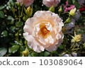 rose	 103089064