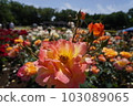A rose garden 103089065
