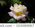 rose	 103089067