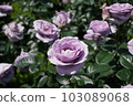 Blue rose 103089068