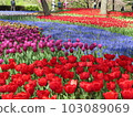 Irodori Tulip 103089069