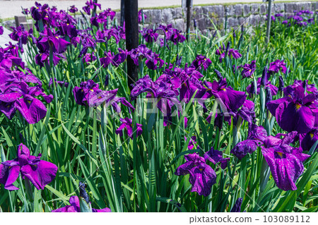 奈良縣立鮮味丘陵公園鳶尾池早開花的鳶尾花紫色➃ 103089112