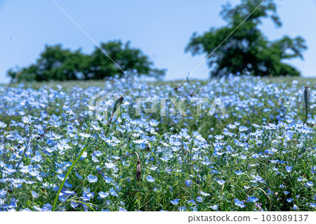 Nara Prefectural Mamikyuryo Park Nemophila hills found in the north area (horizontal composition, out-of-focus trees in the background) ② Nara Prefectural Mamikyuryo Park Nemophila hills found in the north area (horizontal composition, out-of-focus trees in the background) ② 103089137