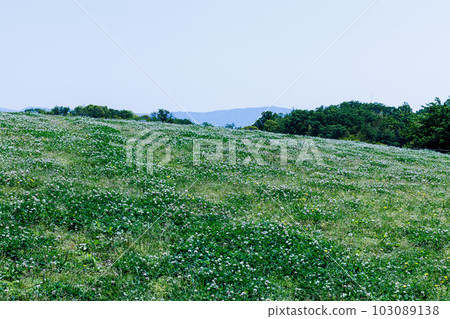 Nara Prefectural Umami Hillside Park Hill with white clover spreading against the sky 103089138