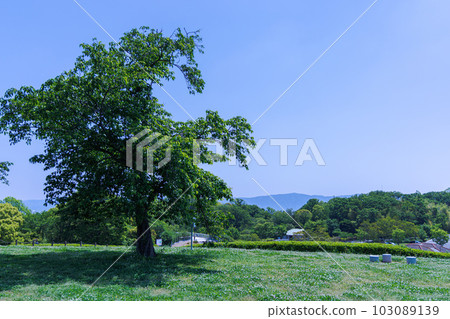 奈良縣立鮮味丘陵公園 山頂的新鮮綠樹 奈良縣立鮮味丘陵公園 山頂的新鮮綠樹 103089139