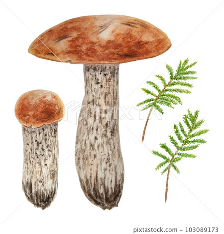 Set of wild mushroom and moss watercolor hand drawn botanical realistic illustration. Forest boletus isolated on white background. Great for printing on fabric, postcards, invitations, menus Set of wild mushroom and moss watercolor hand drawn botanical realistic illustration. Forest boletus isolated on white background. Great for printing on fabric, postcards, invitations, menus 103089173