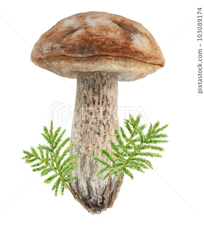 Wild mushroom and moss watercolor hand drawn botanical realistic illustration. Forest boletus isolated on white background. Great for printing on fabric, postcards, invitations, menus Wild mushroom and moss watercolor hand drawn botanical realistic illustration. Forest boletus isolated on white background. Great for printing on fabric, postcards, invitations, menus 103089174