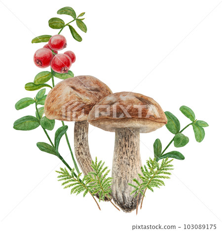 Wild mushrooms, red wild berries and moss watercolor hand drawn botanical realistic illustration. Forest boletus and cranberry isolated on white background. Wild mushrooms, red wild berries and moss watercolor hand drawn botanical realistic illustration. Forest boletus and cranberry isolated on white background. 103089175