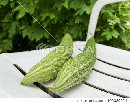 收穫自家菜園種植的苦瓜照片 收穫自家菜園種植的苦瓜照片 103089324