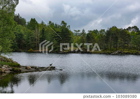 England Tarn Hows England Tarn Hows 103089380
