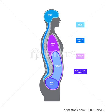 Body cavities poster 103089562