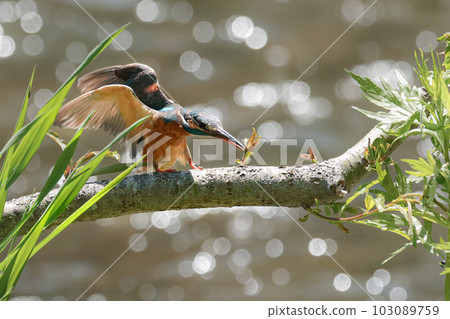 Kingfisher aiming for prey Kingfisher aiming for prey 103089759