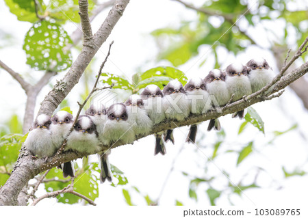 長尾長尾長尾小雞成排聚集 長尾長尾長尾小雞成排聚集 103089765