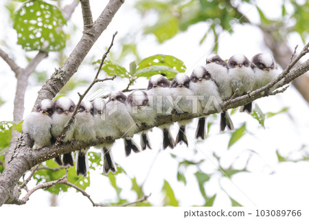 排成一排的長尾長尾小雞 103089766