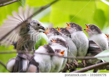 養長尾長尾山雀乞食的小雞 103089776