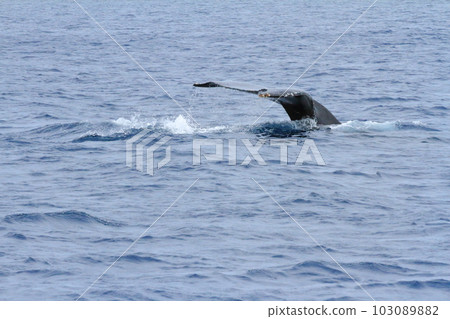 View of whales dynamically diving into the sea of Amami Oshima View of whales dynamically diving into the sea of Amami Oshima 103089882