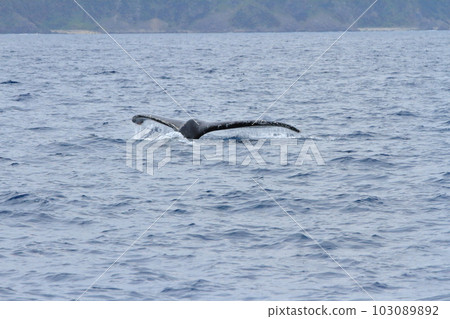A view of the tail fin of a whale floating in the sea off the coast of Amami Oshima 103089892